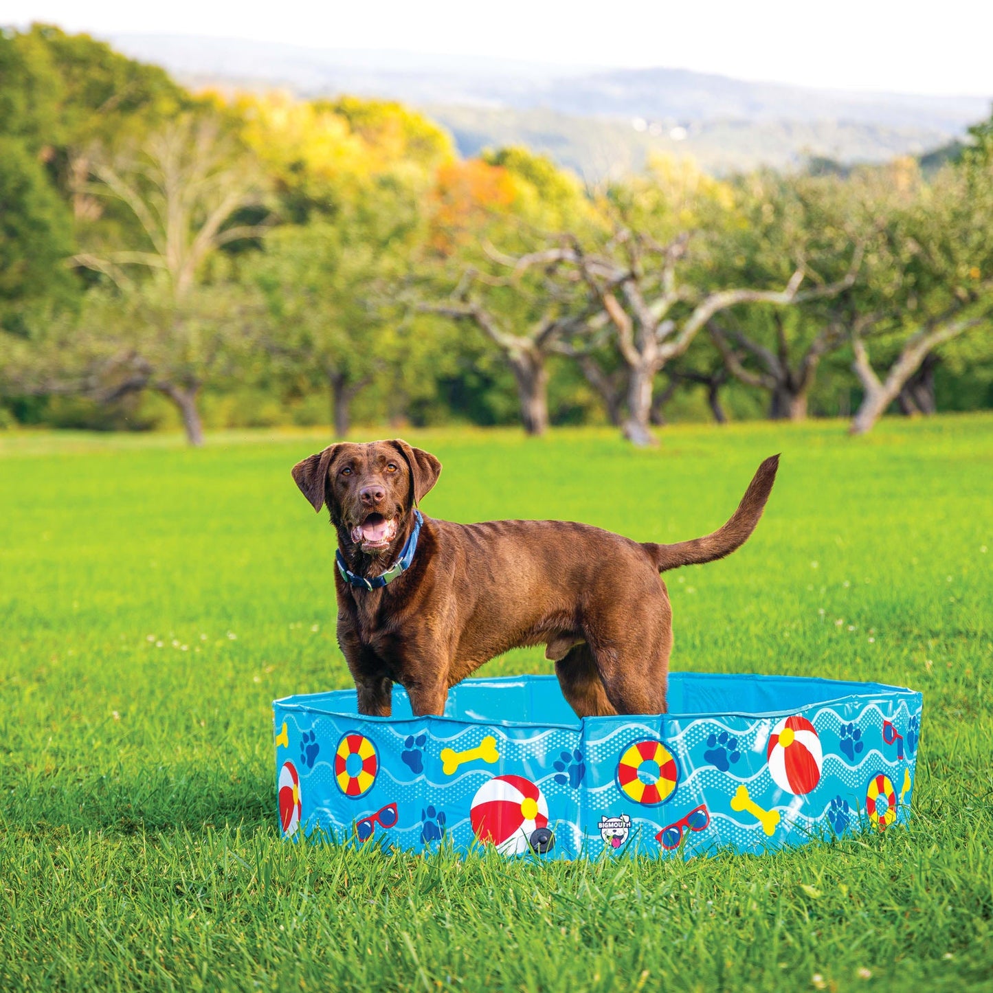 BigMouth Inc Patterns and Splashes Pet Pool