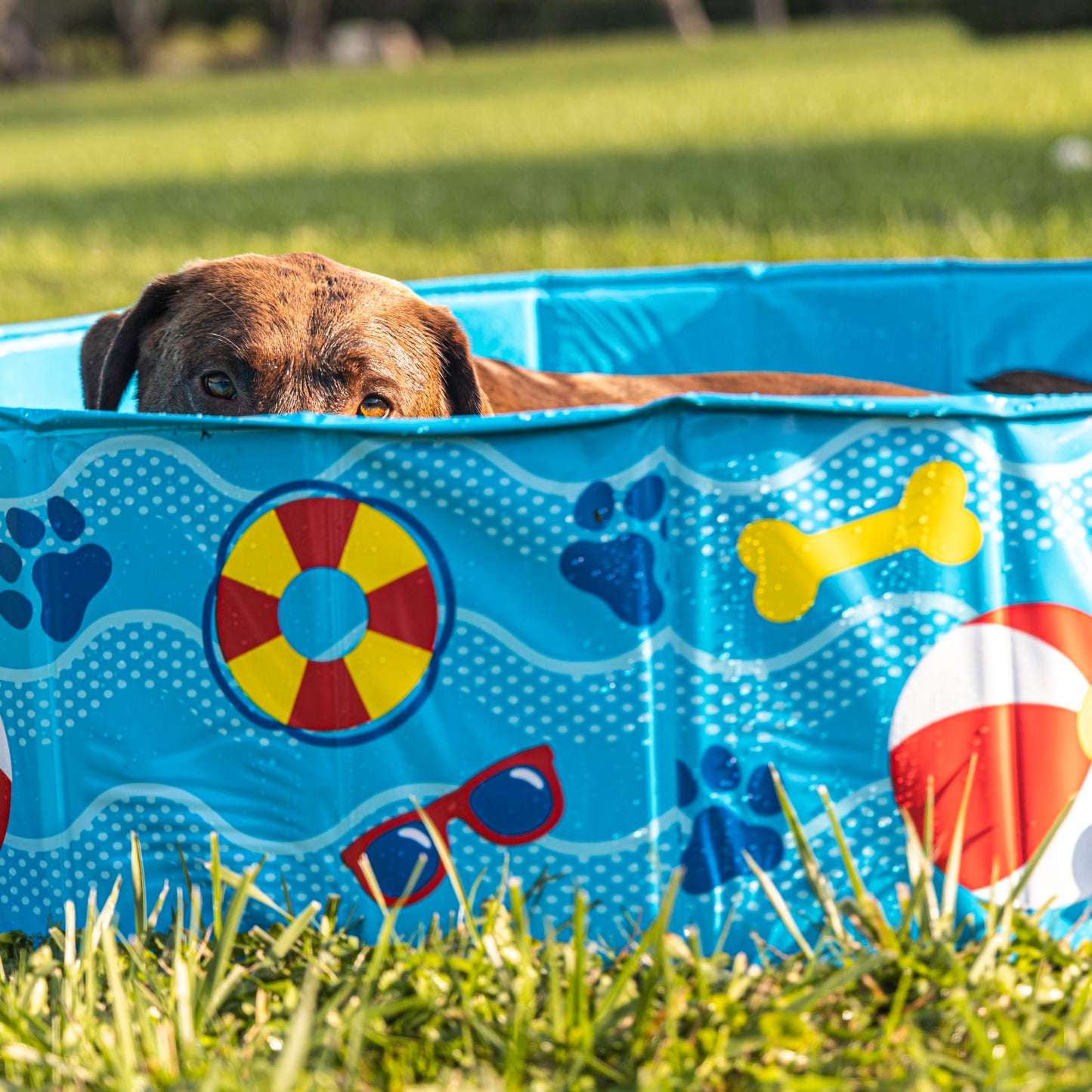 BigMouth Inc Patterns and Splashes Pet Pool