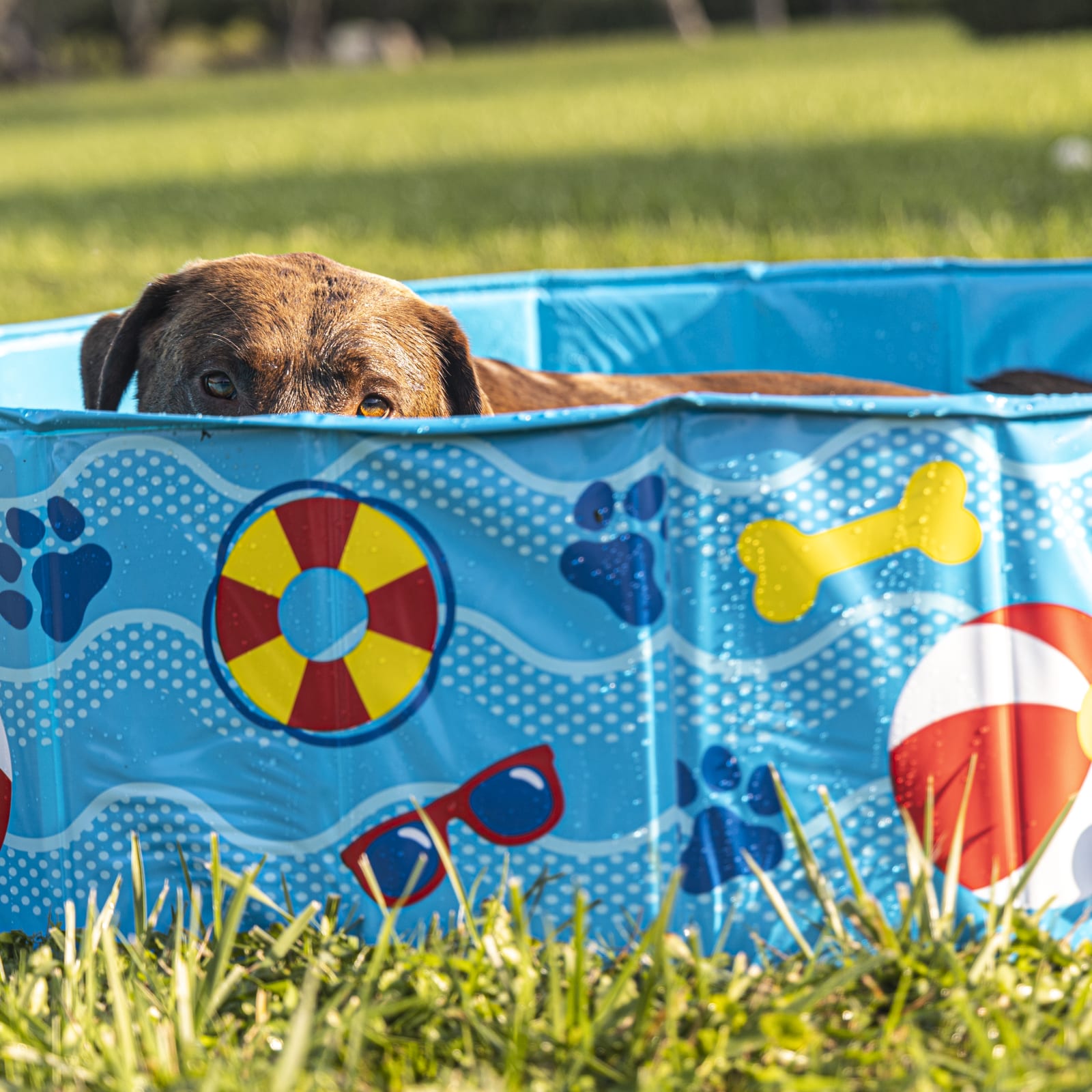 BigMouth Inc Patterns and Splashes Pet Pool